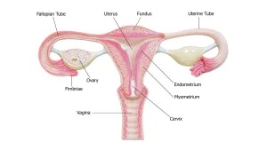 can fallopian tubes grow back after removal 1 1