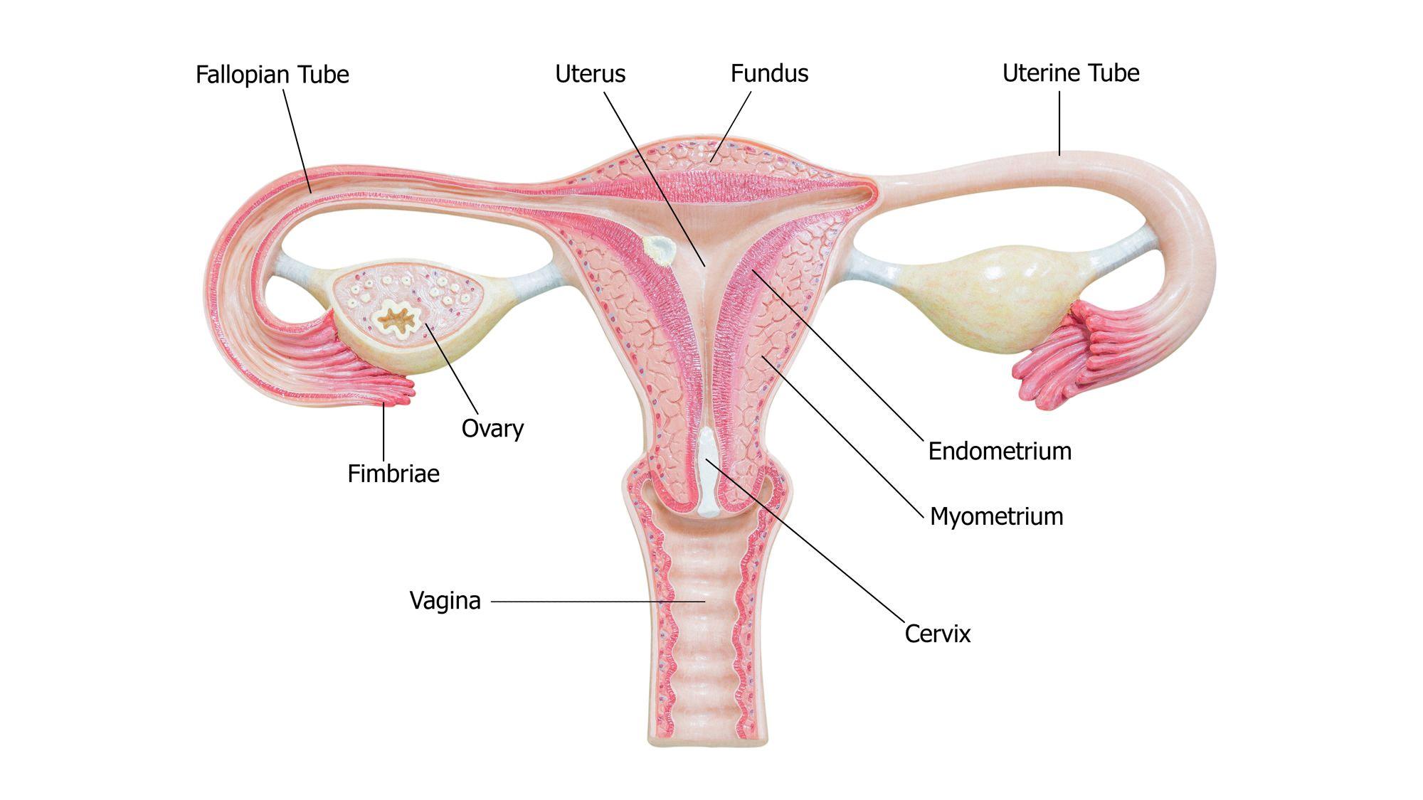 can fallopian tubes grow back after removal