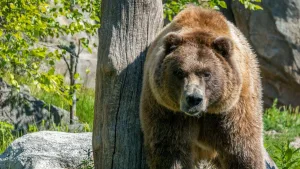 can grizzly bears climb trees 1 1