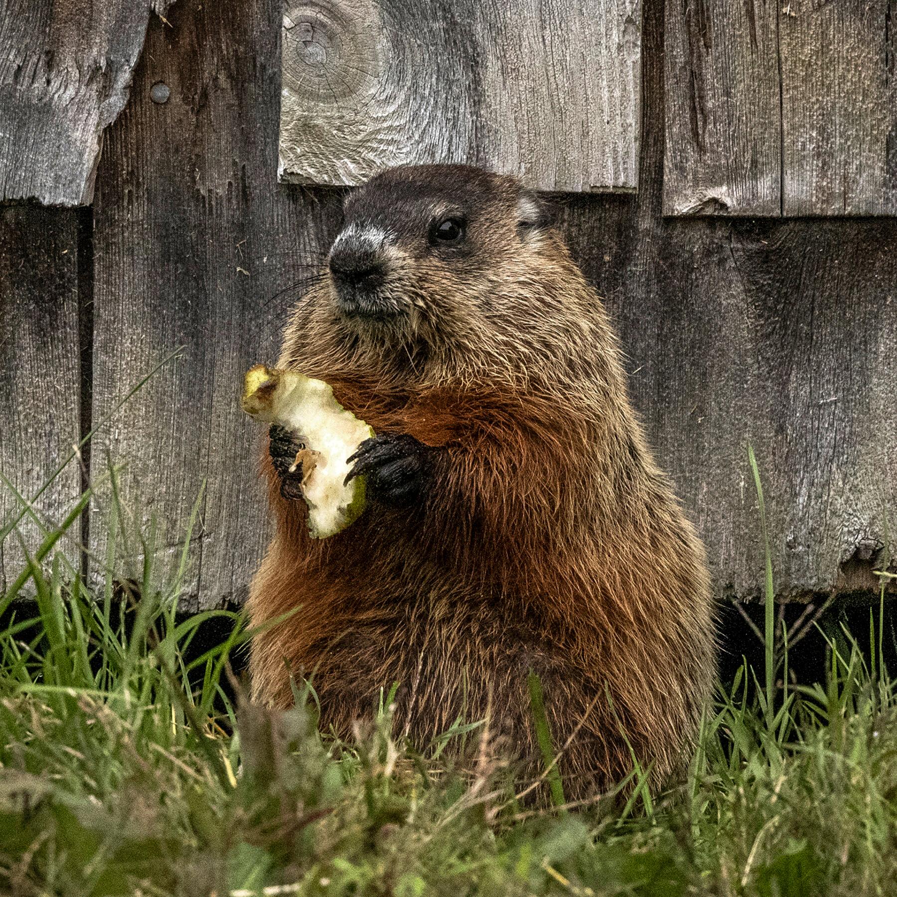 can groundhogs climb trees