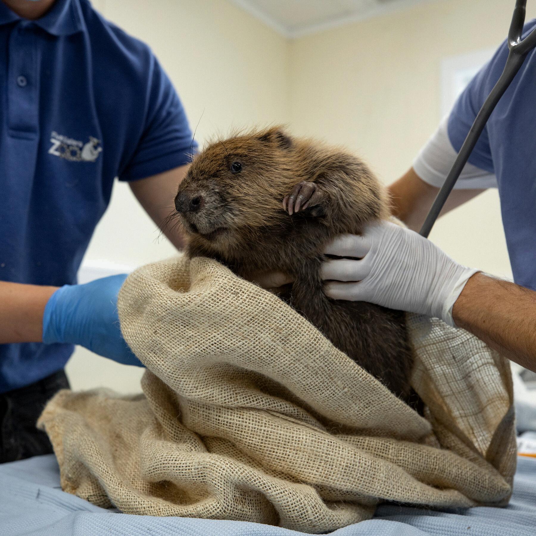 can i have a beaver as a pet