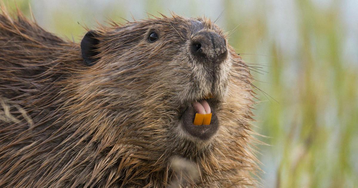 can i have a beaver as a pet