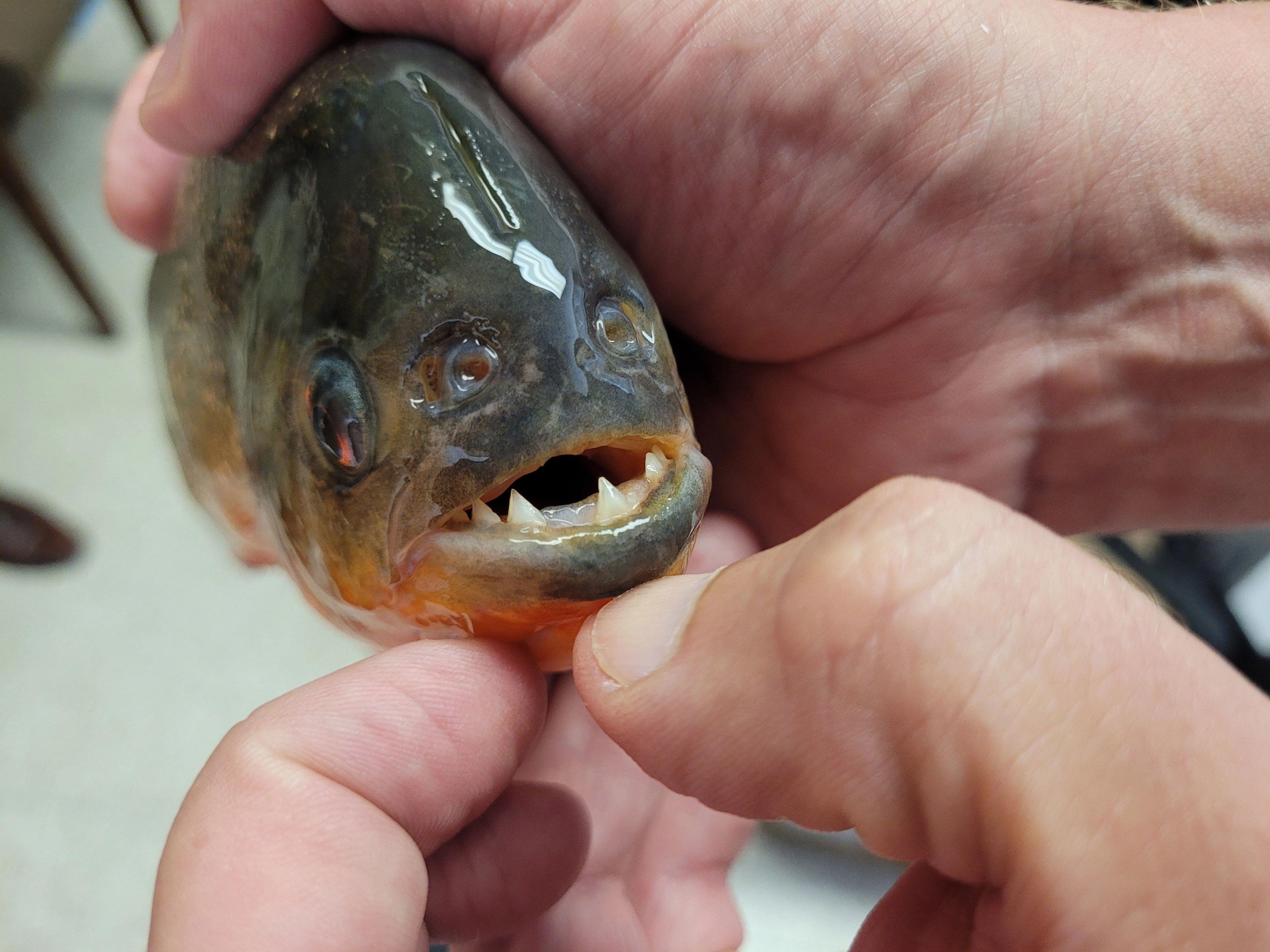 can piranhas really eat humans