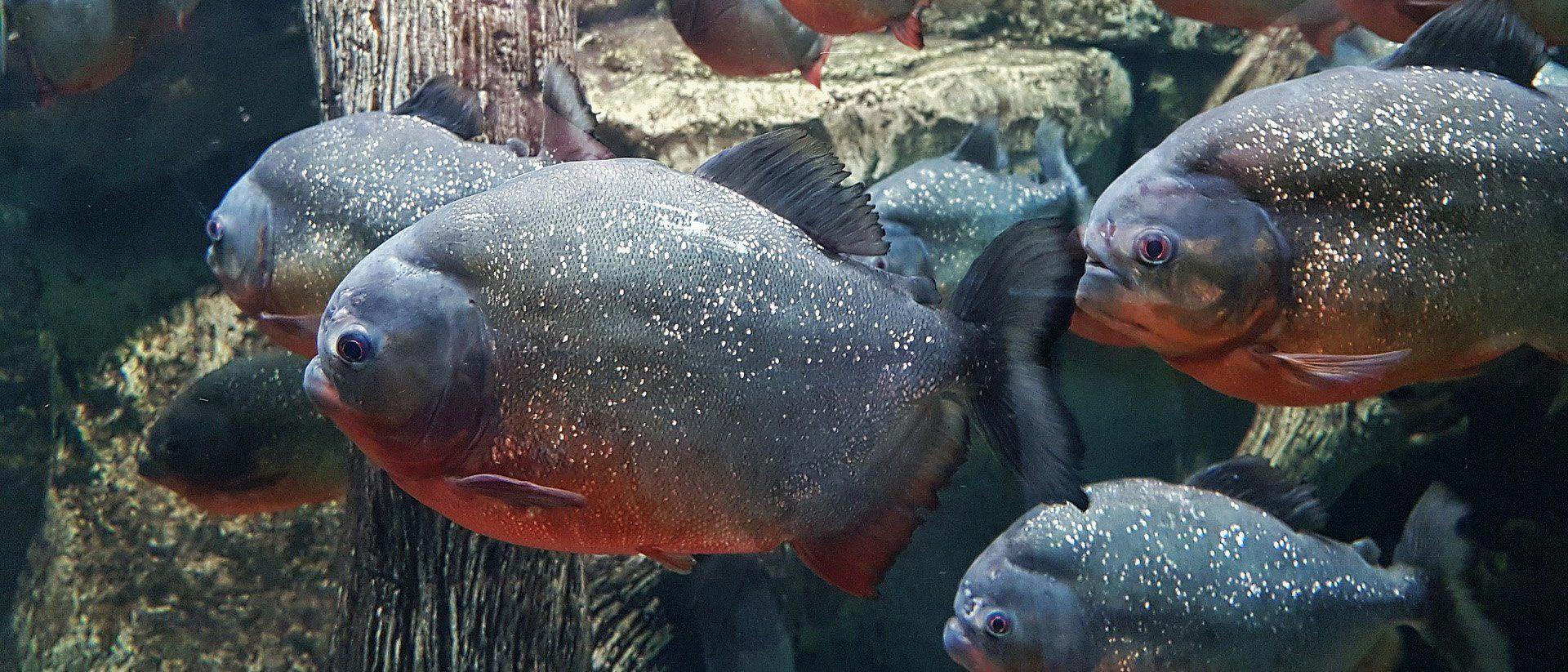 can piranhas really eat humans