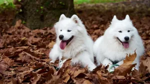 can samoyed be guard dog 1 1