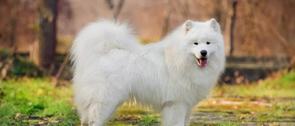 can samoyed be guard dog