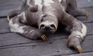 can sloths move fast 1 1