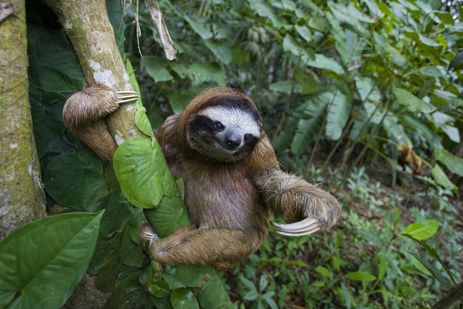 can sloths move fast