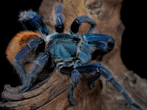 can tarantulas kill you 1 1