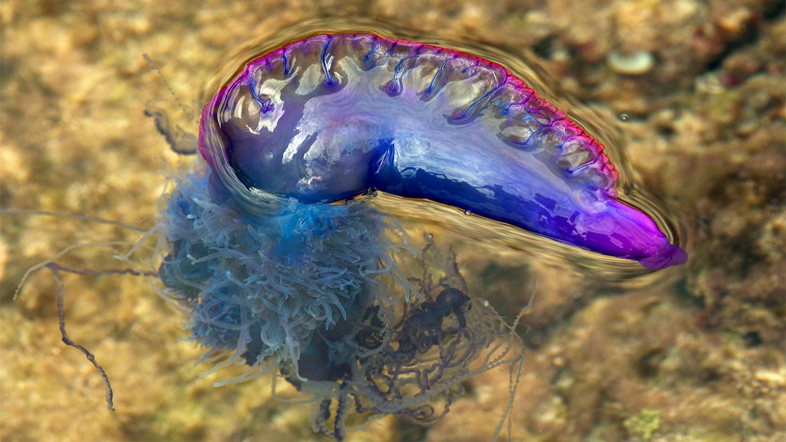 can the portuguese man of war kill you