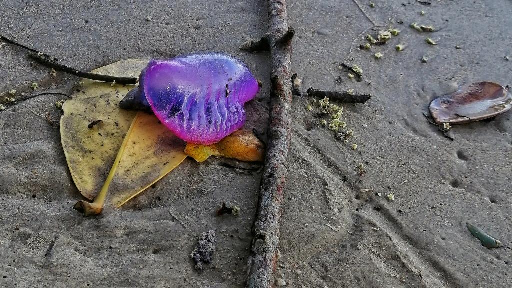 can the portuguese man of war kill you