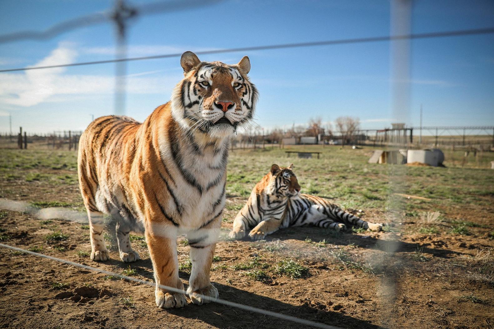 can tigers climb trees