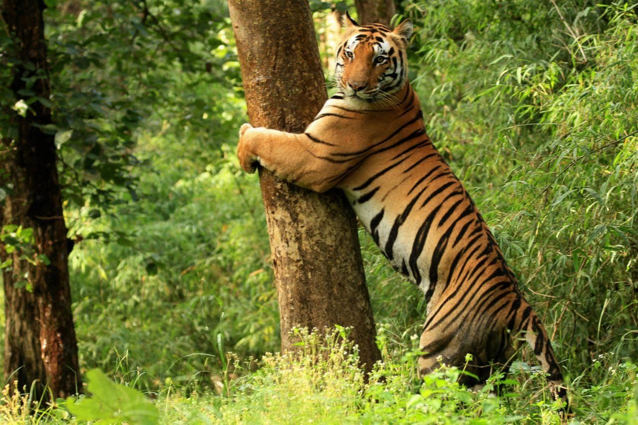 can tigers climb trees