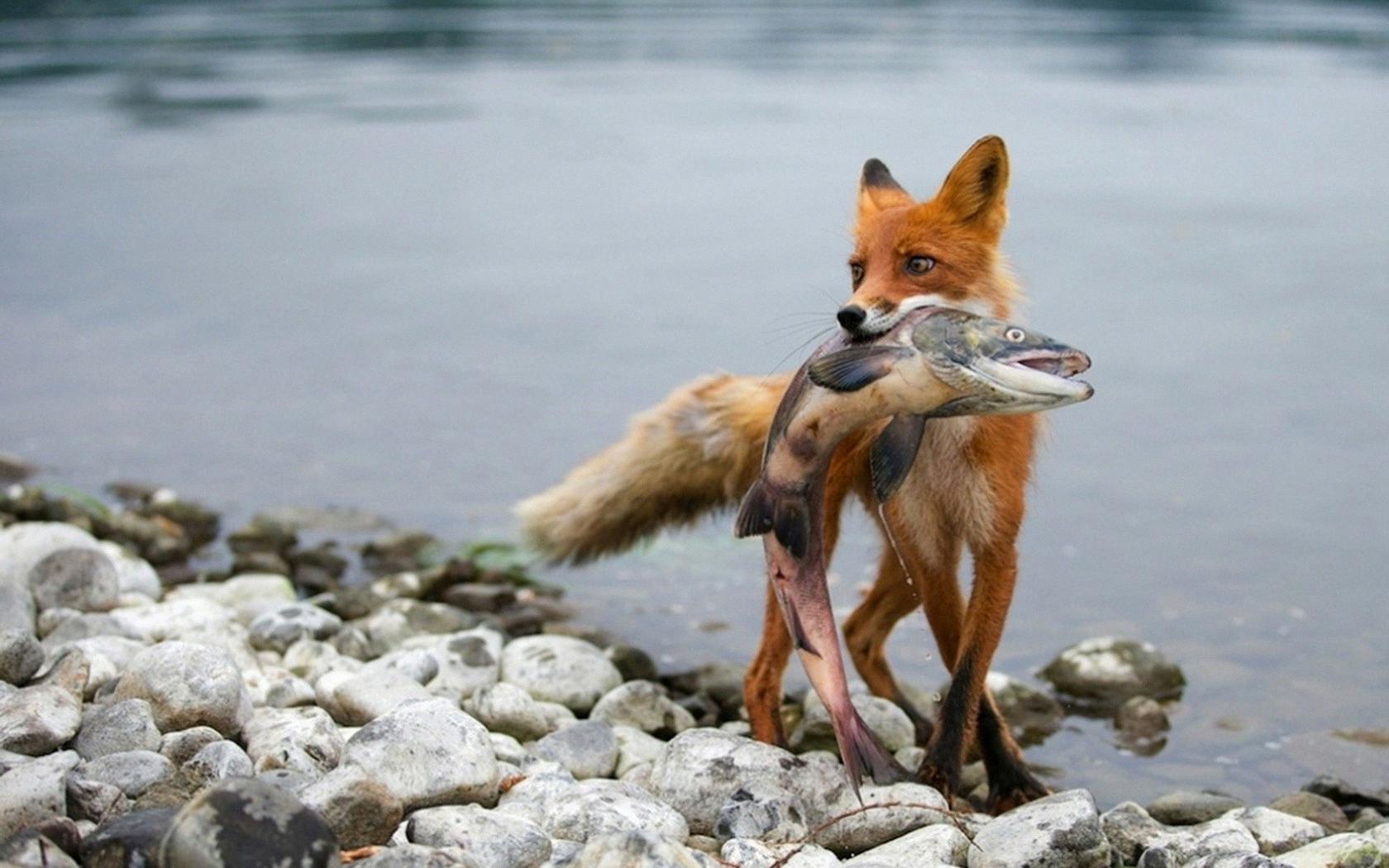 can you eat fox