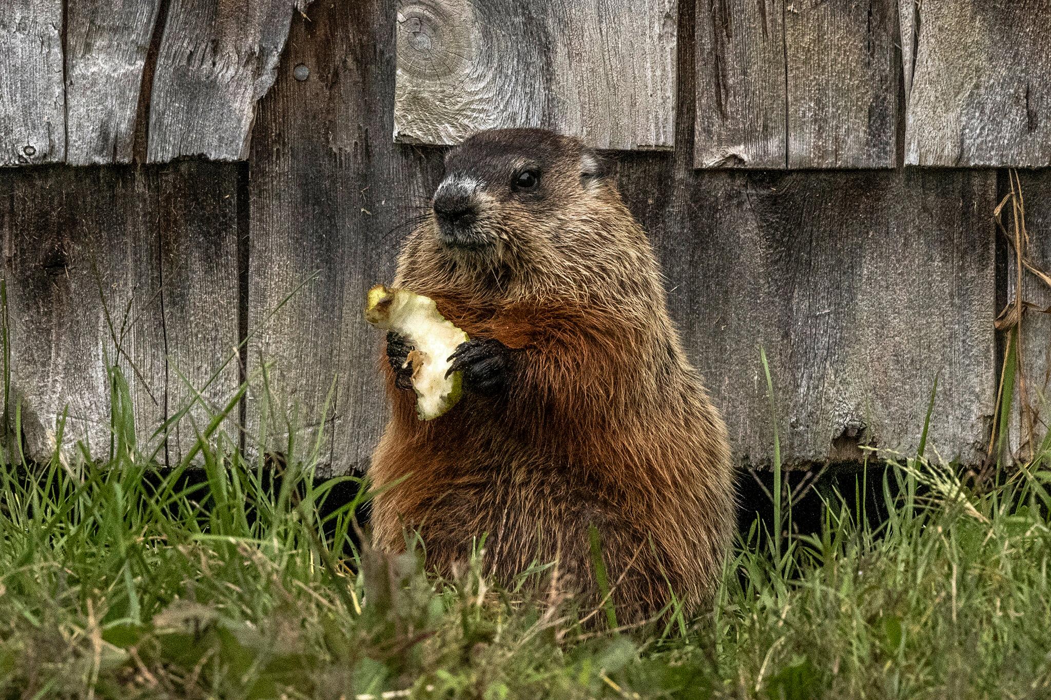 can you eat groundhog