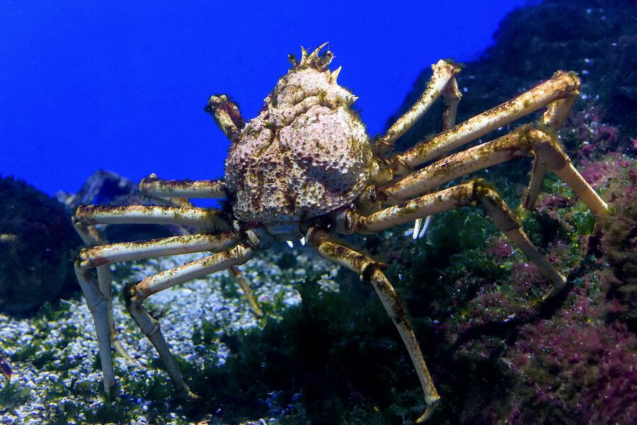 can you eat spider crabs