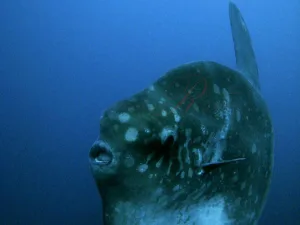 can you eat sunfish 1 1