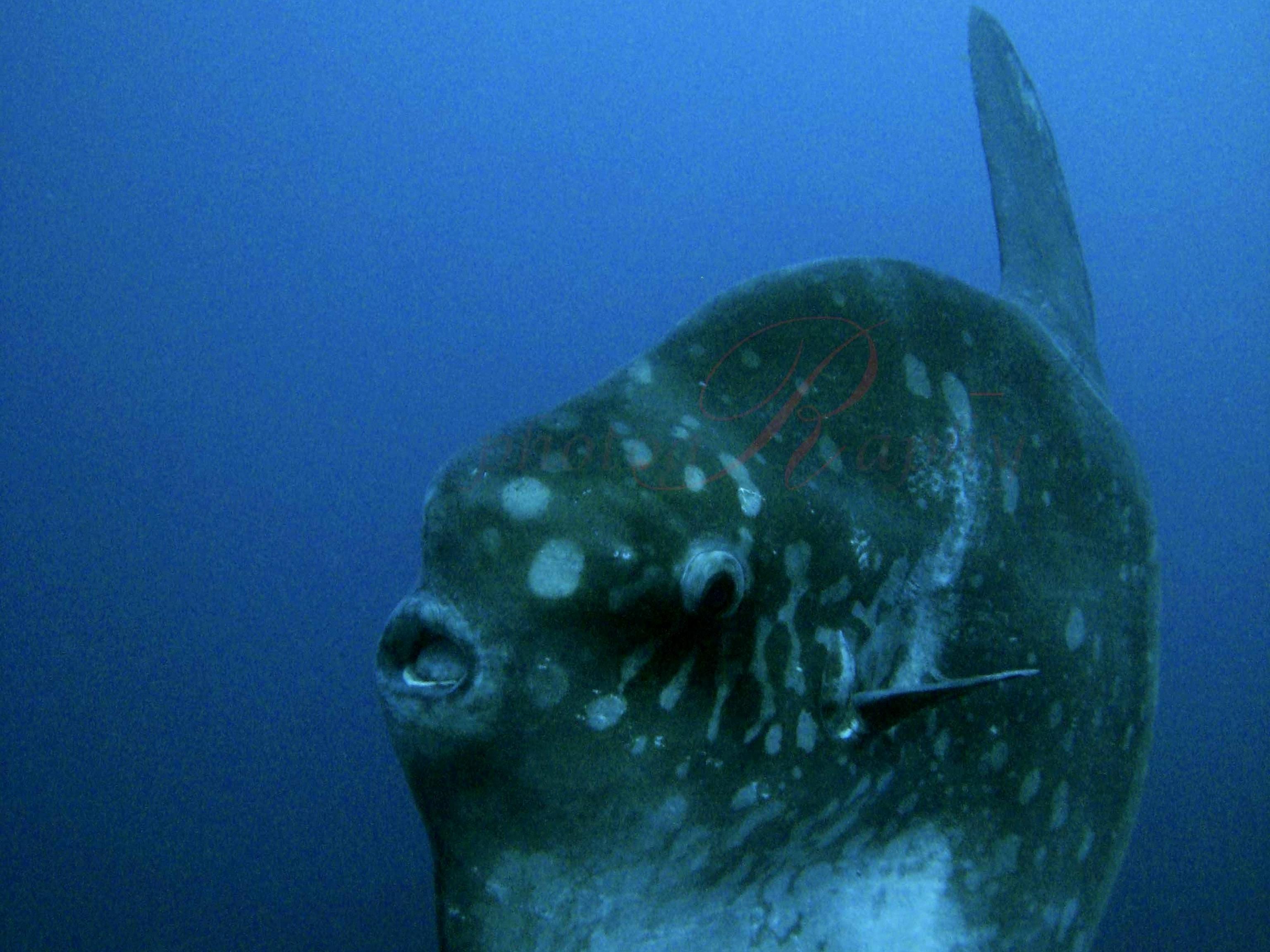 can you eat sunfish