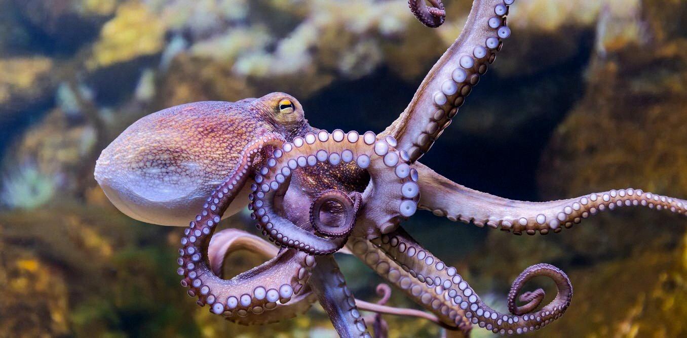 can you have a pet octopus