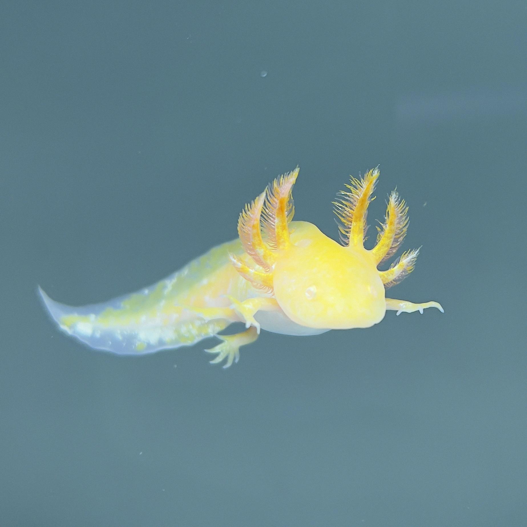 can you hold an axolotl