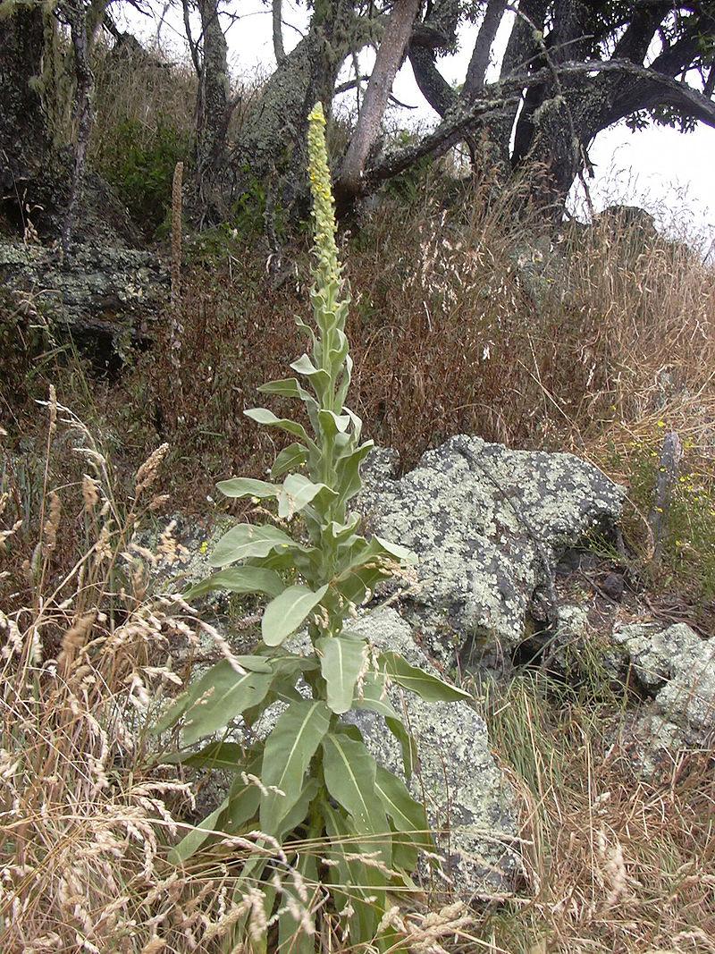 can you vape mullein