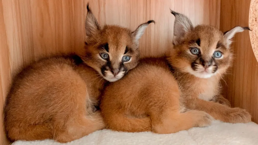 caracals 1675160964