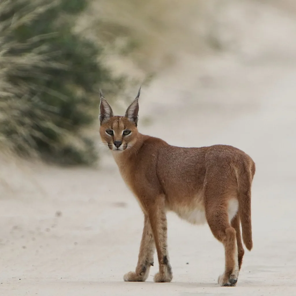 caracals 1675160994