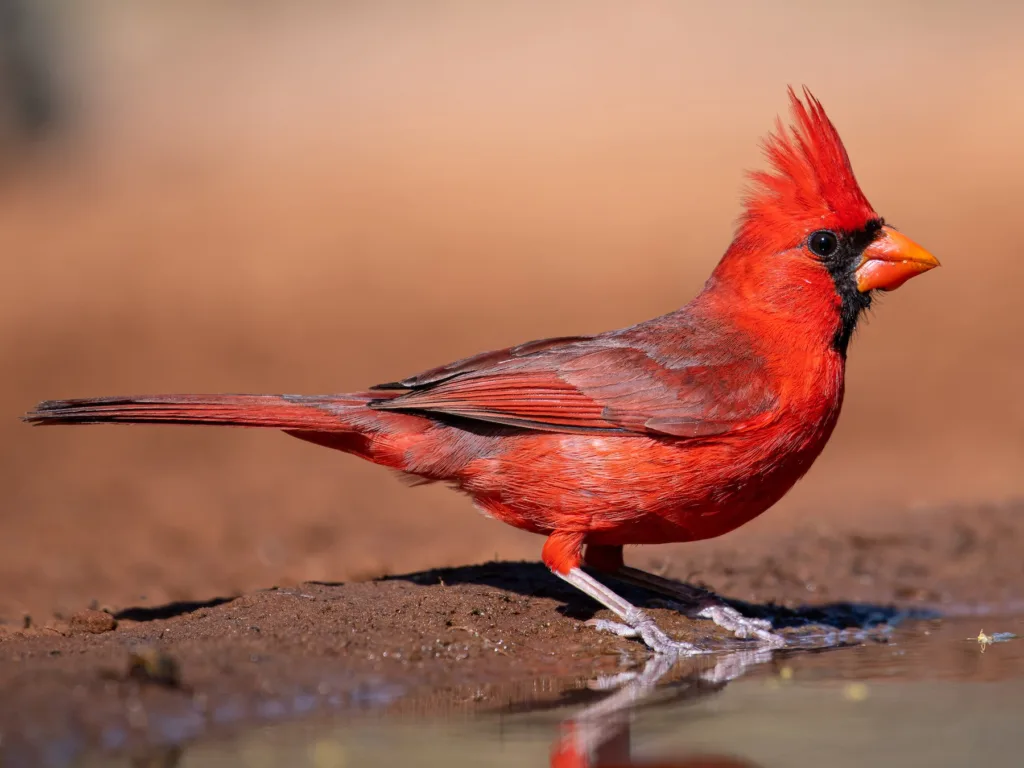 cardinal bird 1675167542