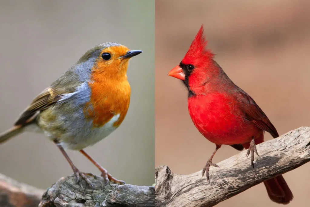 cardinals and robins 1675167512