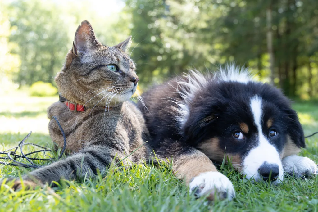 cat and dog 1674721111