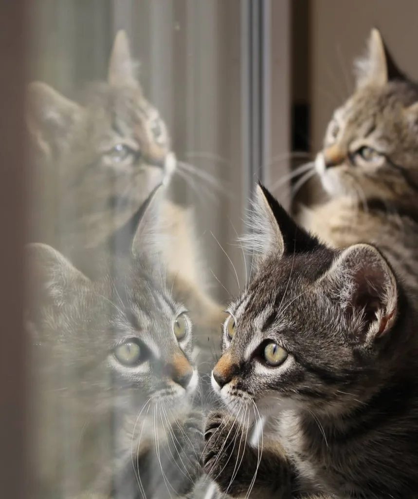 cats and mirrors 1675101716