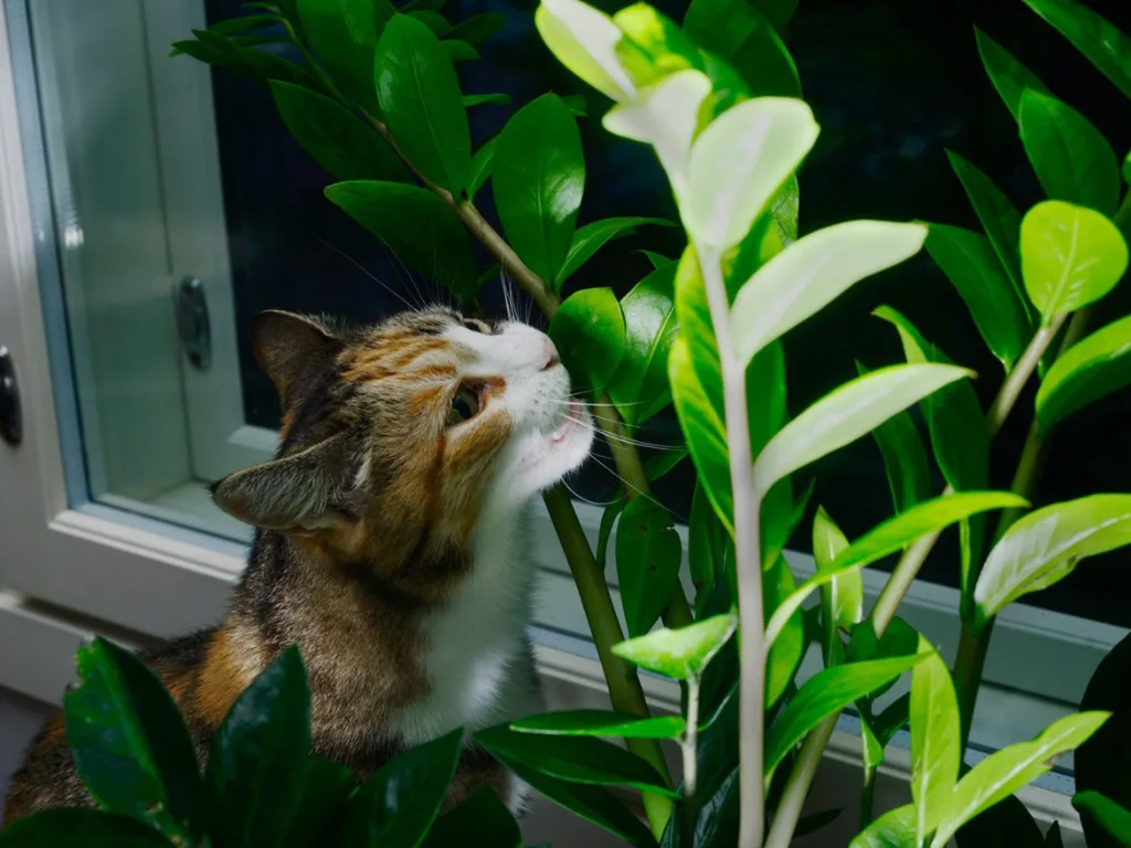 cats and plants 1673623693