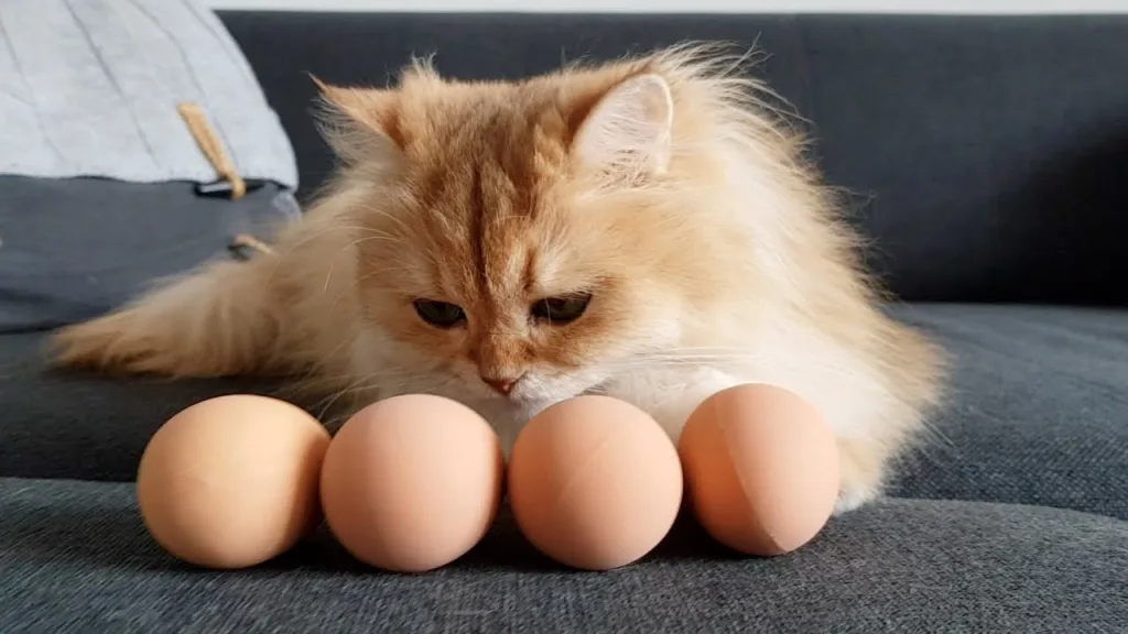 cats eggs 1674823846