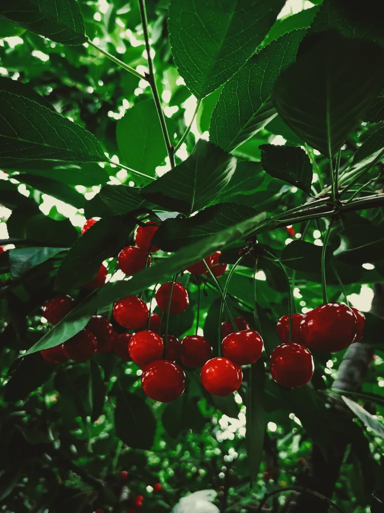 cherries 1672765800