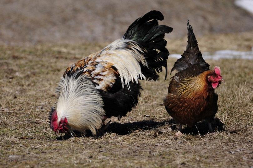 chicken with 5 toes