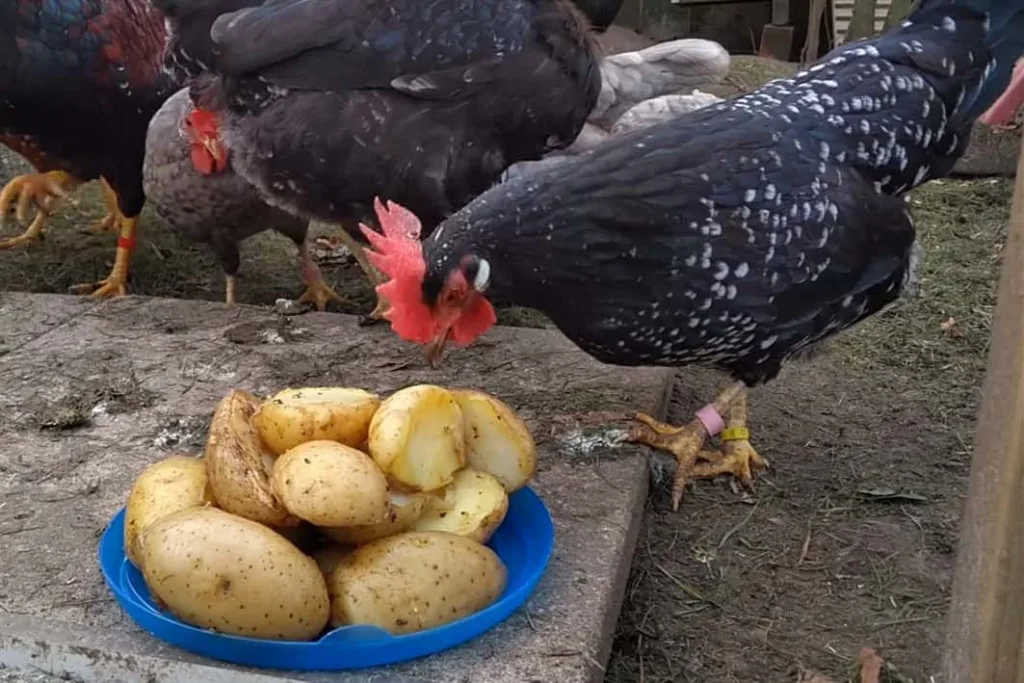 chicken eating potato 1674734659