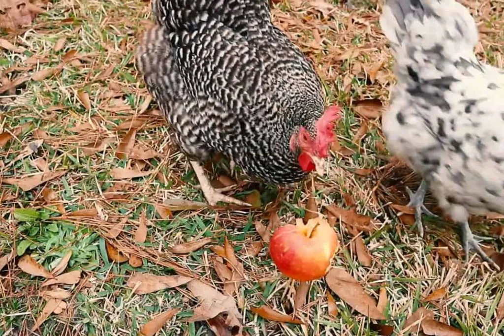 chickens eating apple 1674734712