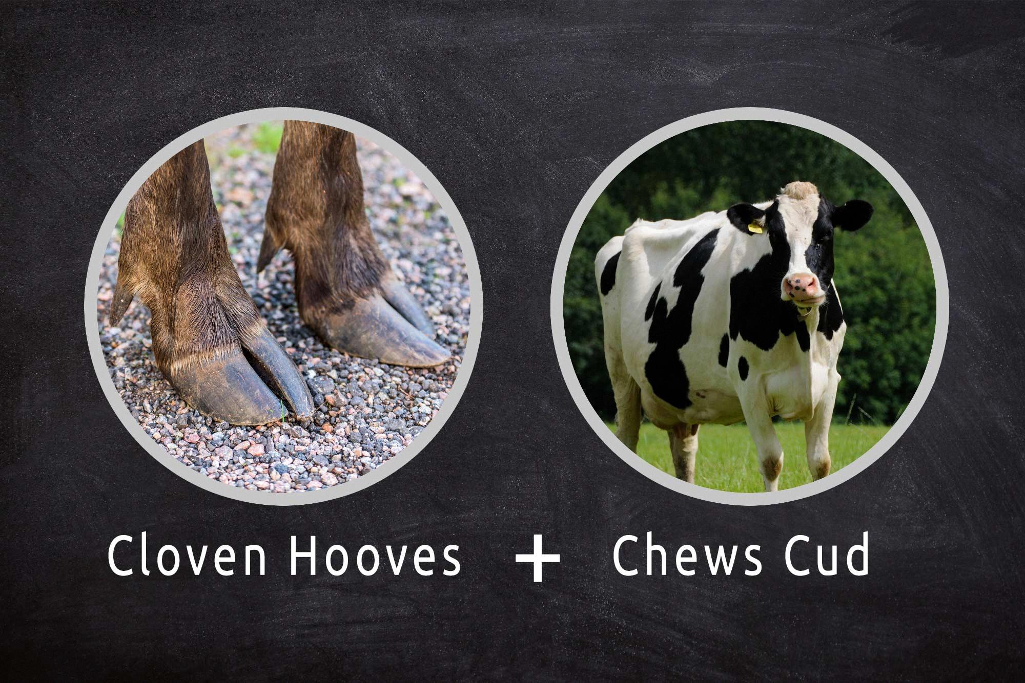 cloven hoofed animals