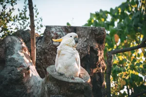 cockatoos 1674285470