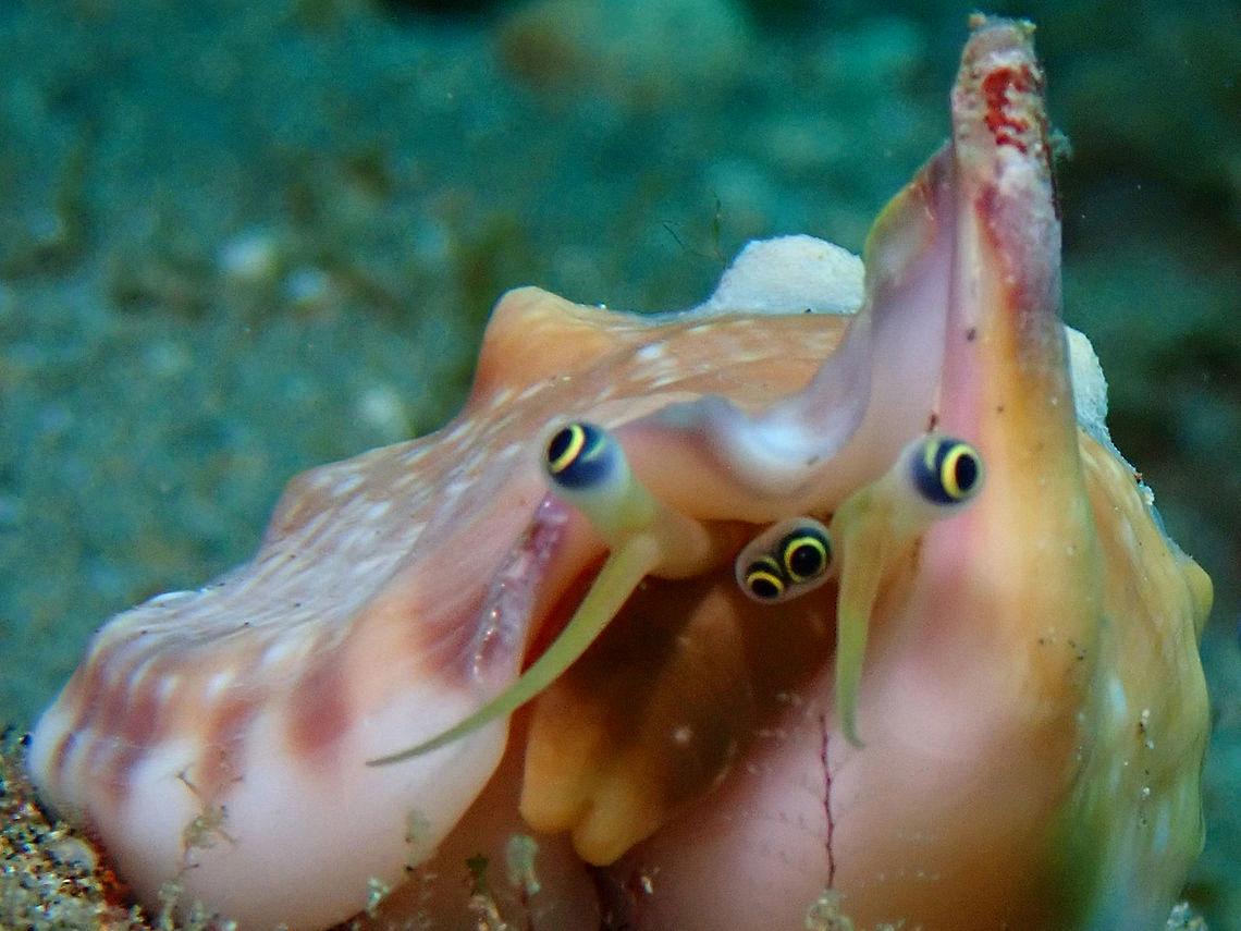 conch eyes