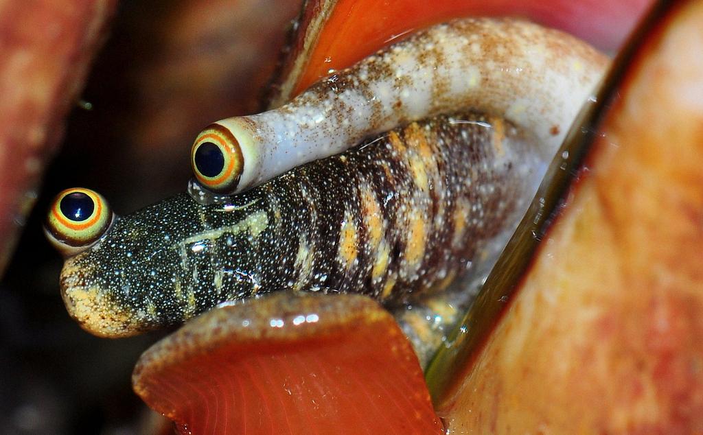 Looking Into The Incredible Eyes Of The Conch