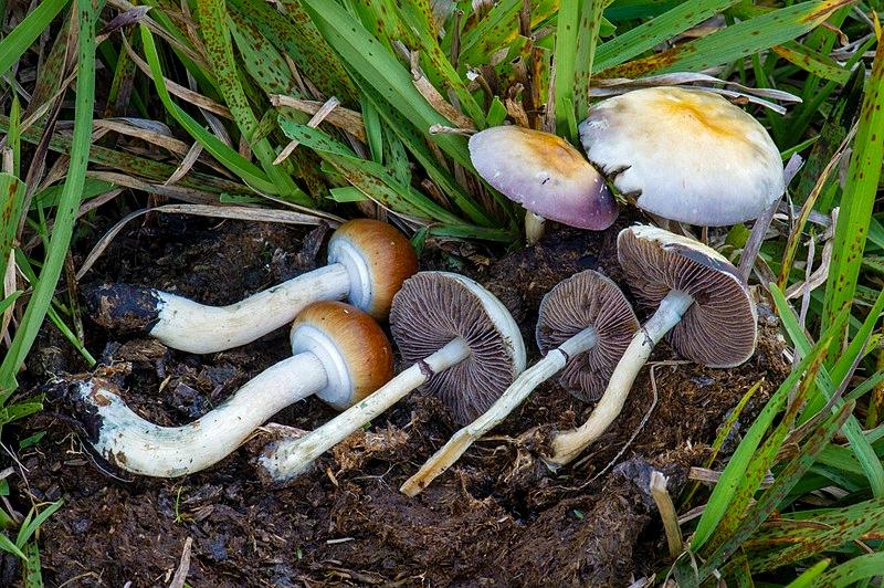 cow poop mushrooms