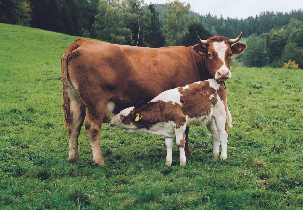 cow and calf 1672734852