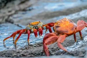crabs 1673100604