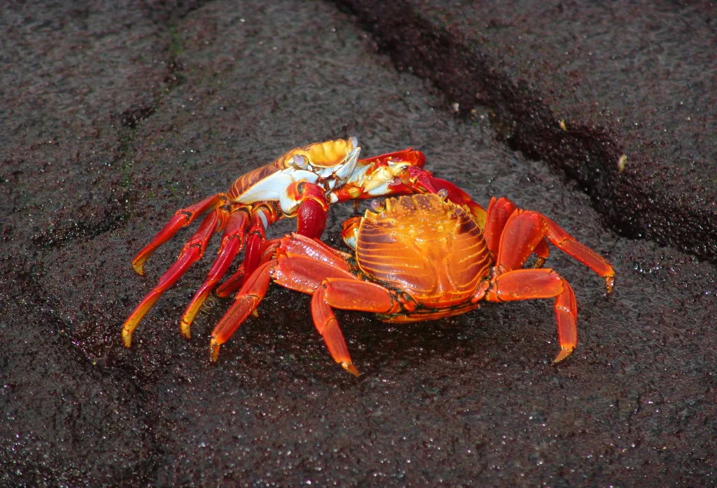 crabs 1673100606