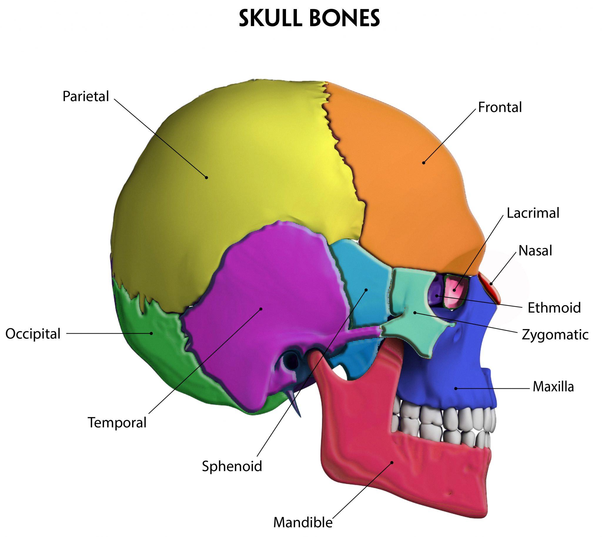 cranial bones develop