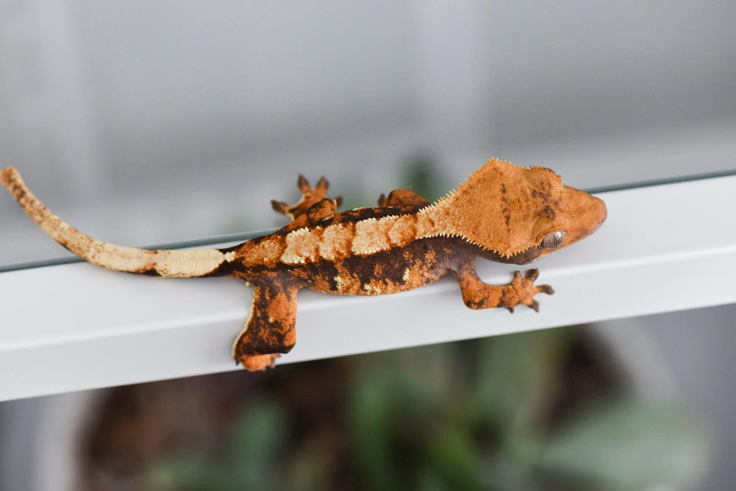 crested gecko eye colors