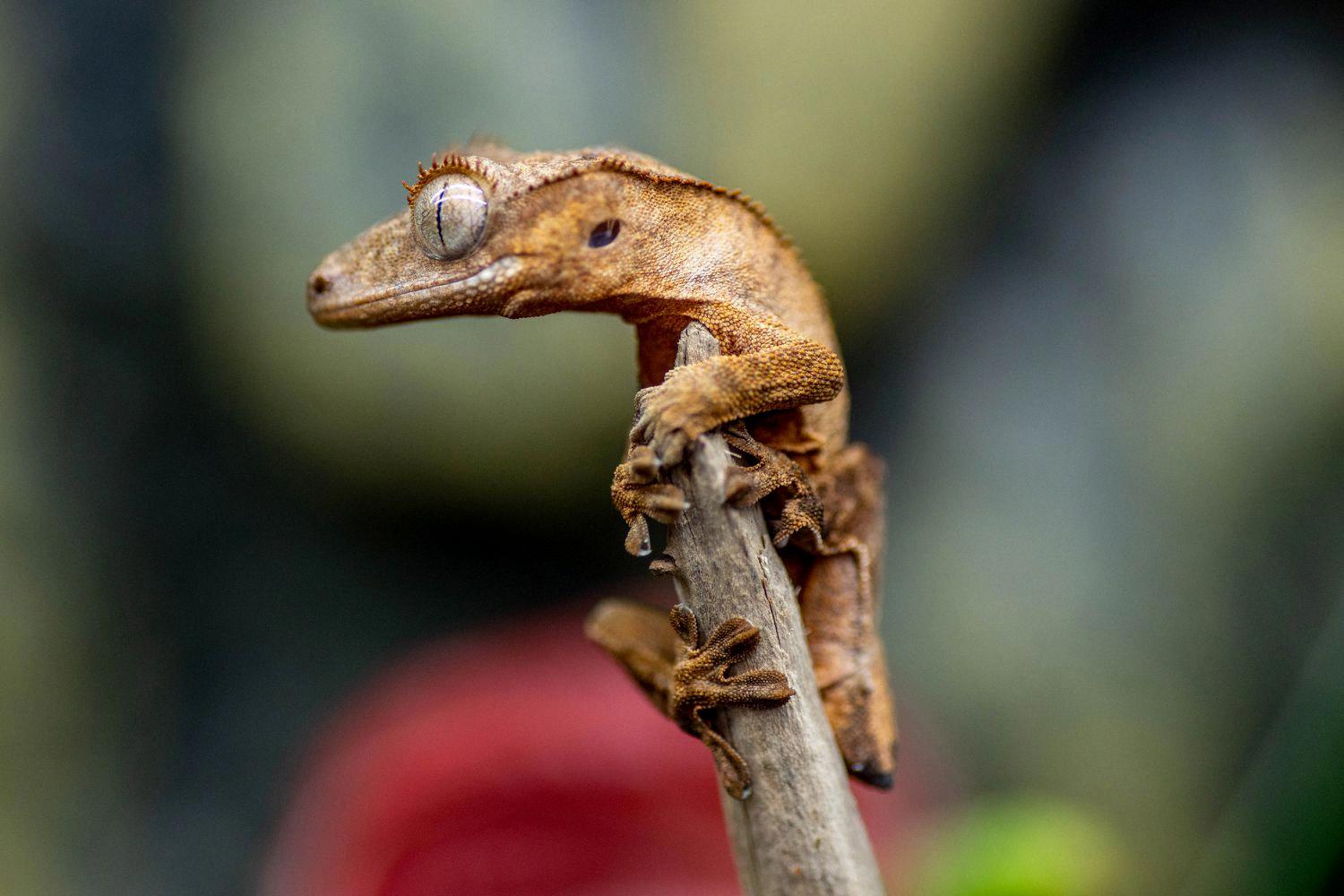 crested gecko eye colors