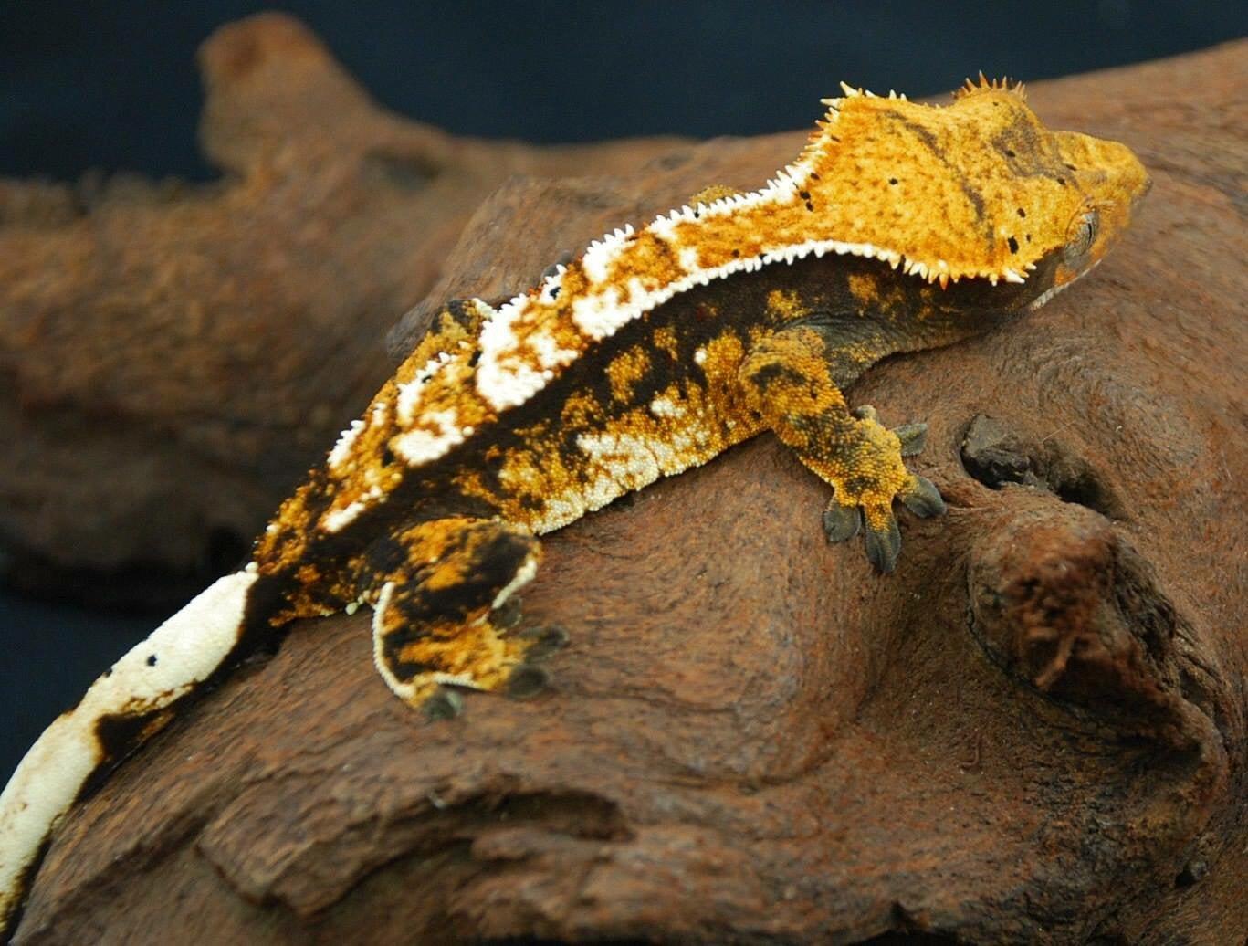 crested gecko eye colors