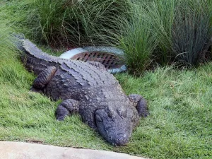 crocodile california 1673328642